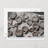 Meerdere fossiele monitoren uit de benedenas briefkaart (Voorkant / Achterkant)