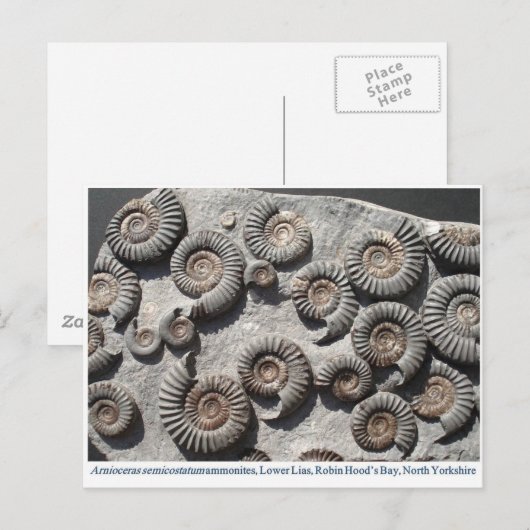 Meerdere fossiele monitoren uit de benedenas briefkaart (Voorkant / Achterkant)