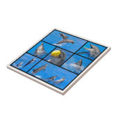 Meerdere foto's van dolfijnen tegeltje (Zijkant)