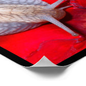 Meerdere foto's van slakken poster (Hoek)