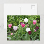 Meerdere kleuren Tulpen DIY Briefkaart (Voorkant / Achterkant)
