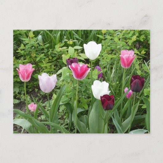 Meerdere kleuren Tulpen DIY Briefkaart (Voorkant)