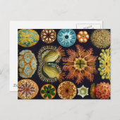 meerdere producten van Haeckel Ascidiae geselectee Briefkaart (Voorkant / Achterkant)