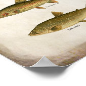 meerforel Regenboogforel en bronforel Poster (Hoek)