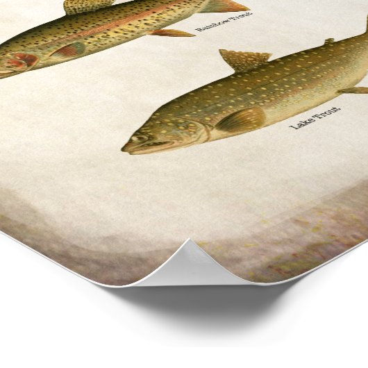 meerforel Regenboogforel en bronforel Poster (Hoek)