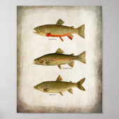 meerforel Regenboogforel en bronforel Poster (Voorkant)