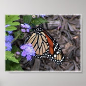 Meerhuismonarch Poster (Voorkant)