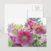 Meerjarige Planten - Paarse Hellebore Briefkaart (Voorkant / Achterkant)