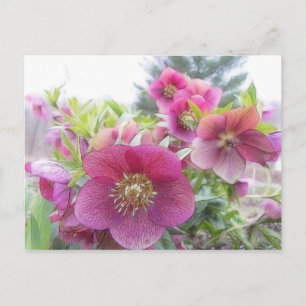 Meerjarige Planten - Paarse Hellebore Briefkaart
