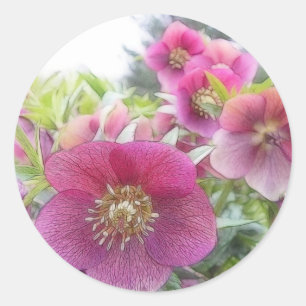 Meerjarige Planten - Paarse Hellebore Ronde Sticker
