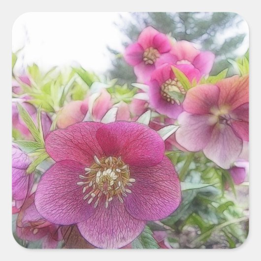 Meerjarige Planten - Paarse Hellebore Vierkante Sticker (Voorkant)
