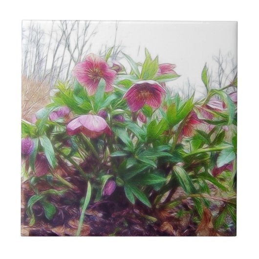 meerjarige Planten van de hellebore in de tuin Tegeltje (Voorkant)