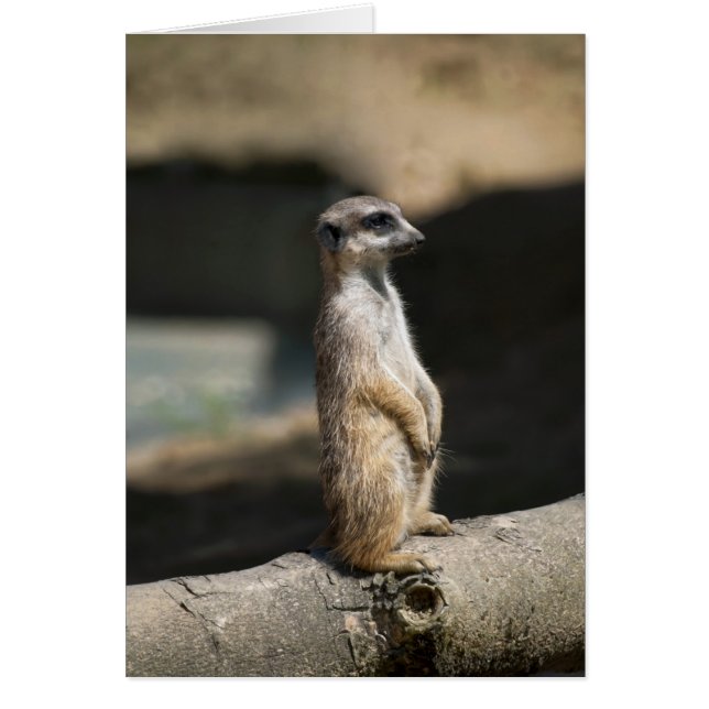 Meerkat (Voorkant)
