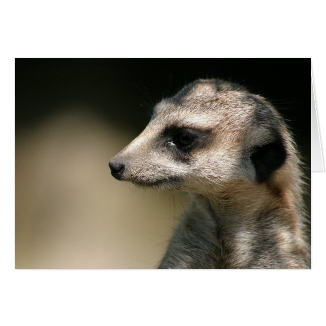 Meerkat (Voorkant Horizontaal)