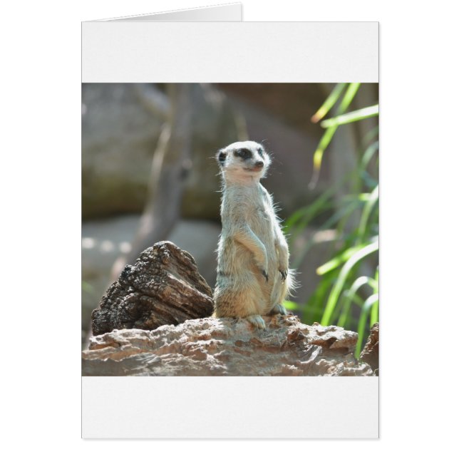 Meerkat (Voorkant)
