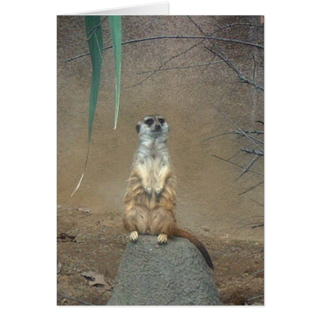 Meerkat (Voorkant)