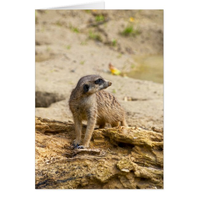 Meerkat (Voorkant)