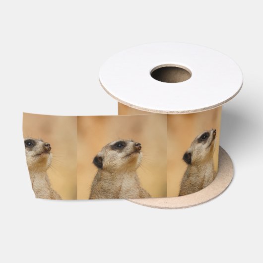 Meerkat20151002 Satijnen Lint (Spoel)
