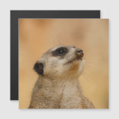 Meerkat 001 van JAMFoto (Voorkant / Achterkant)