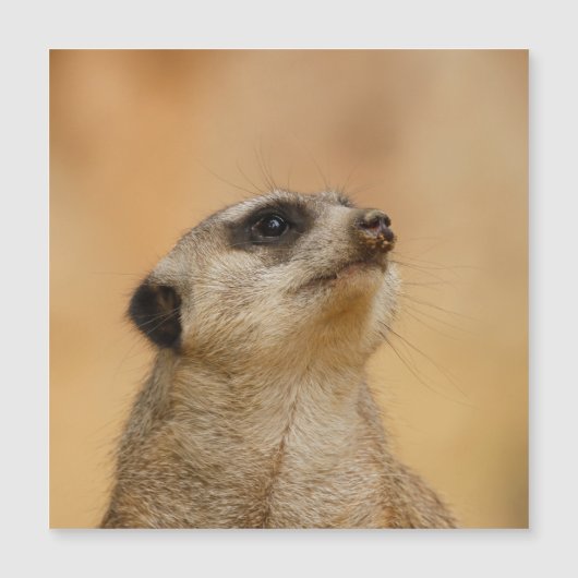 Meerkat 001 van JAMFoto (Voorkant)