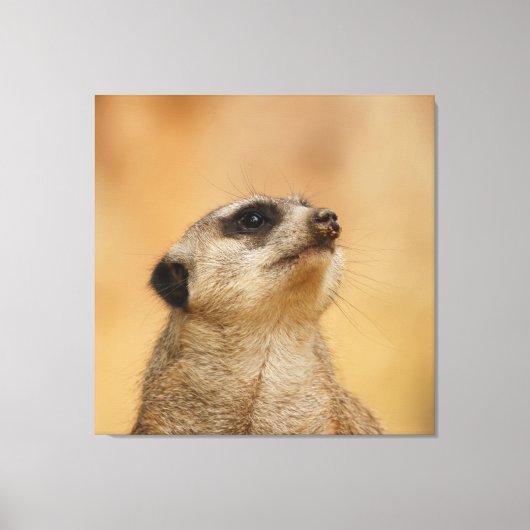 Meerkat 001 van JAMFoto Canvas Afdruk (Voorkant)