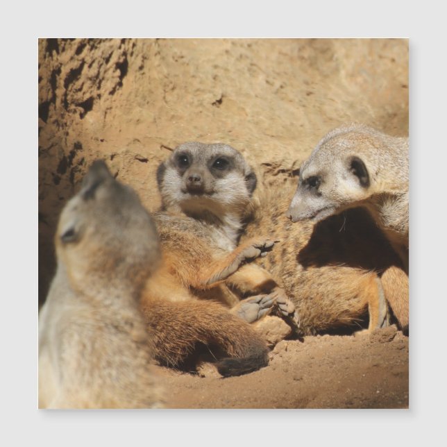 Meerkat 002 (Voorkant)