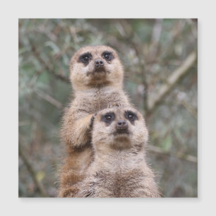 Meerkat 002, ingediend door JAMFoto