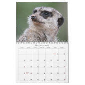 Meerkat 002 kalender (Jan 2027)
