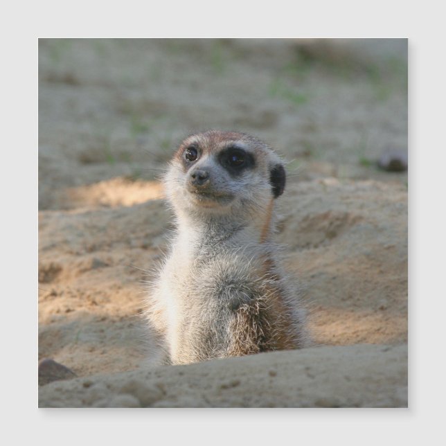 Meerkat 004 (Voorkant)