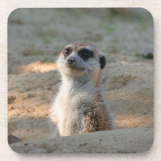 Meerkat 004 bier onderzetter (Voorkant)