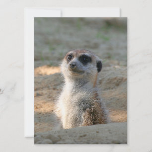 Meerkat 004 feestdagenkaart