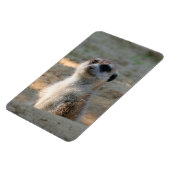 Meerkat 004 magneet (Linkerzijde)