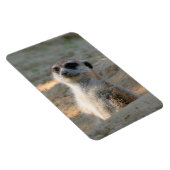 Meerkat 004 magneet (Rechterzijde)