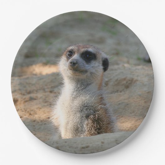 Meerkat 004 papieren bordje (Voorkant)