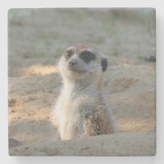 Meerkat 004 stenen onderzetter (Voorkant)
