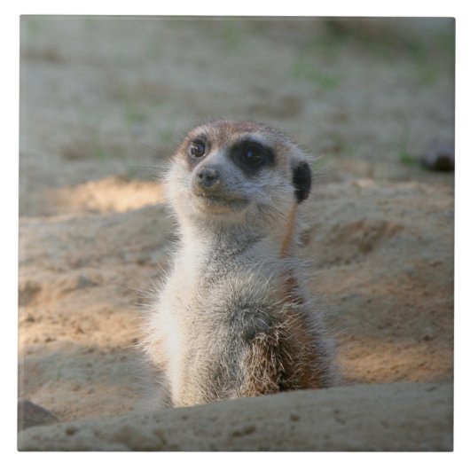Meerkat 004 tegeltje (Voorkant)