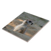 Meerkat 004 tegeltje (Zijkant)