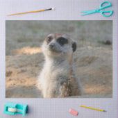 Meerkat 004 tissuepapier (Craft)