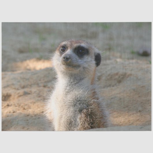 Meerkat 004 tissuepapier (Voorkant)