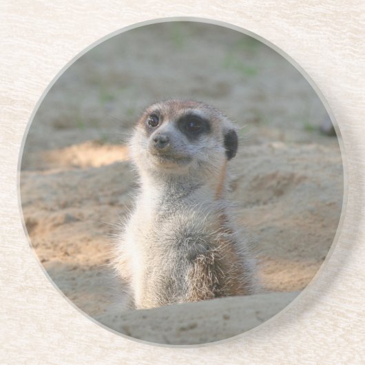 Meerkat 004 zandsteen onderzetter (Voorkant)