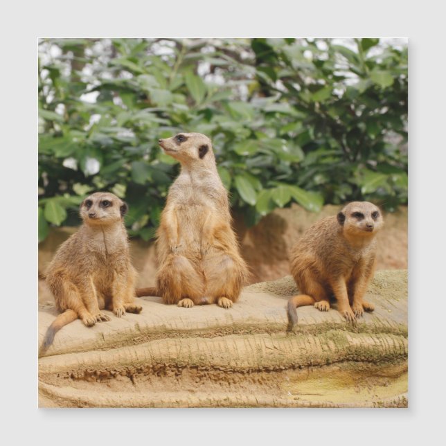 Meerkat 008 (Voorkant)