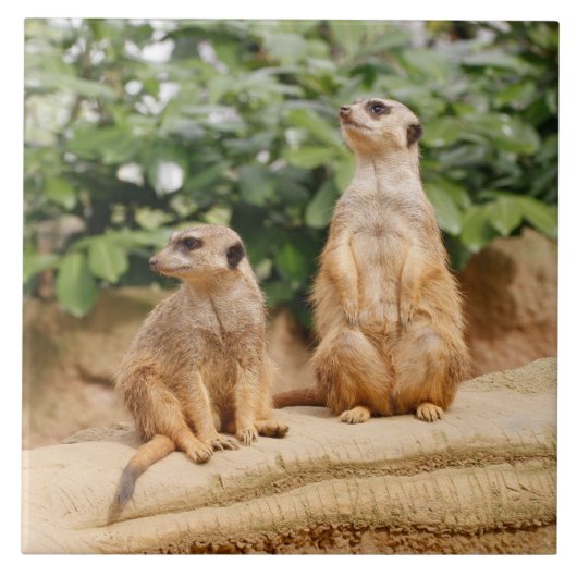 Meerkat 009 tegeltje (Voorkant)