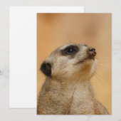Meerkat 011 feestdagenkaart (Voorkant / Achterkant)