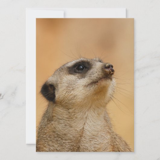 Meerkat 011 feestdagenkaart (Voorkant)