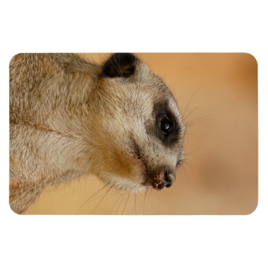 Meerkat 011 magneet (Horizontaal)