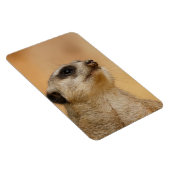 Meerkat 011 magneet (Rechterzijde)