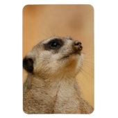 Meerkat 011 magneet (Verticaal)