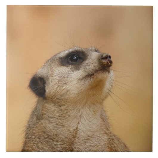 Meerkat 011 tegeltje (Voorkant)