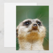 Meerkat 012 feestdagenkaart (Voorkant / Achterkant)