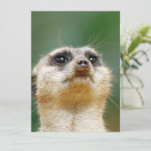 Meerkat 012 feestdagenkaart (Staand voorkant)